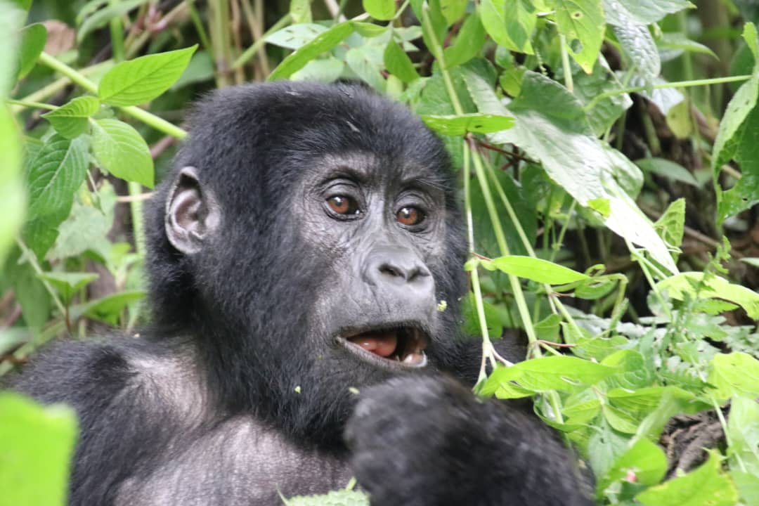 Ugandan Landscape